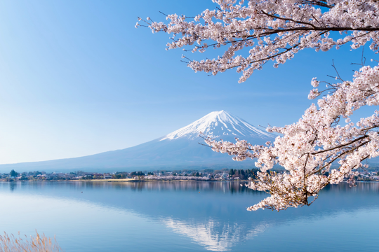 Blick auf den Berg in Japan mit einer Kirschbl&uuml;te rechts